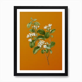 Vintage Snowdrop Bush Botanical on Sunset Orange n.0461 Art Print
