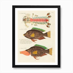 Colourful And Surreal Illustrations Of Fishes Found In Moluccas (Indonesia) And The East Indies, Louis Renard(55) Art Print