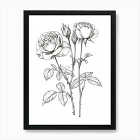 Roses Sketch 42 Art Print