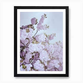 Cherry Cherry Blossom Art Print