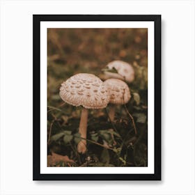 Mushrooms On Forest Floor Art Print