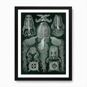 Vintage Haeckel 8 Tafel 78 Würfelquallen Art Print