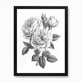 Roses Sketch 55 Art Print