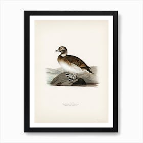 Long Tailed Duck, The Von Wright Brothers Art Print