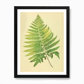 Vintage Illustration Maidenhair Fern 3 Art Print