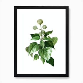 Vintage Common Ivy Botanical Illustration on Pure White n.0120 Art Print