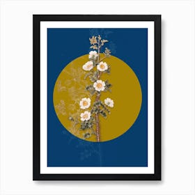 Vintage Botanical Scotch Rose Bloom on Circle Yellow on Blue Art Print