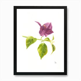 Realistic Watercolor Bugambilia Art Print