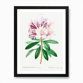 Rhododendron Ponticum, Pierre Joseph Redoute Art Print