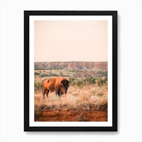 Bison At Sunset Art Print