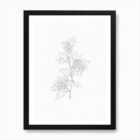 Hawthorn Flower Sketch Art Print