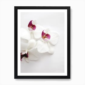 White Wild Orchid Art Print