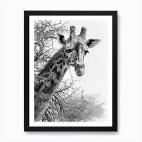 Giraffe With The Acacia Tree 2 Art Print