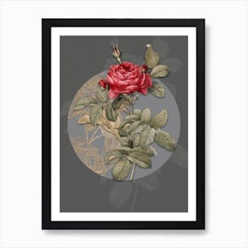 Vintage Botanical Red Gallic Rose on Circle Gray on Gray n.0245 Art Print