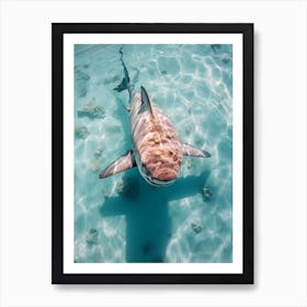  Drone Photograph Of A Shark Swimming In Crystal Clear 1 Art Print