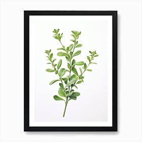 Thyme Vintage Botanical Herbs 7 Art Print