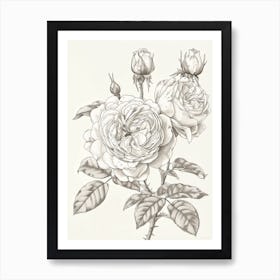 Rose With Dewdrops Line Drawing 3 Art Print