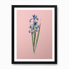 Vintage Blue Iris Botanical on Soft Pink Art Print