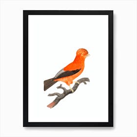 Vintage Andean Cock Of The Rock Bird Illustration on Pure White Art Print