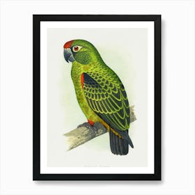 Parrot 31 Art Print