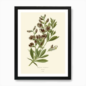 Botanical Print 6 Art Print