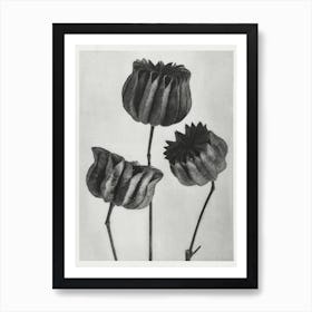 Abutilon, Karl Blossfeldt Art Print