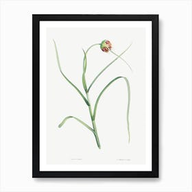 Cultivated Garlic, Pierre Joseph Redoute Art Print