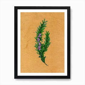 Rosemary Country Wildflower Art Print