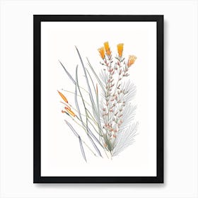 Ephedra Spices And Herbs Pencil Illustration 1 Art Print