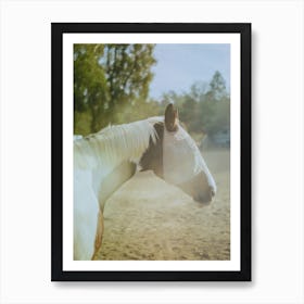 Blindfolded Horse In Sunset Art Print