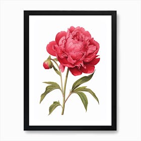 Peonies Flower Vintage Botanical 1 Art Print