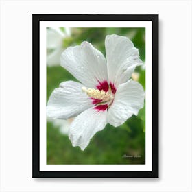 Rose Of Sharon Art Print