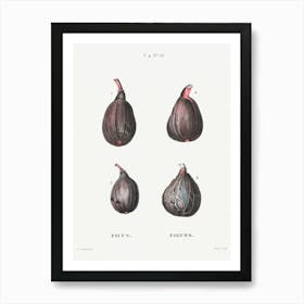 Figs (Ficus), Pierre Joseph Redoute (2) Art Print