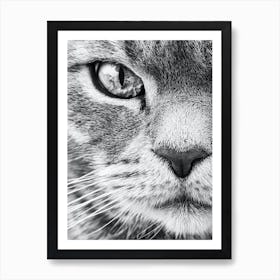 Cat Portrait Black And White Animal Photography Art Print