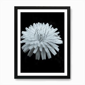 Black and White Dandelion Art Print