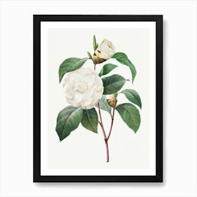 White Camellia, Pierre Joseph Redouté Art Print