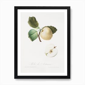 Astracan Apple (Malus Astracanensis) From Pomona Italiana (1817 - 1839), Giorgio Gallesio Art Print