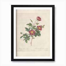 Rose Illustration, Pierre Joseph Redoute (59) Art Print