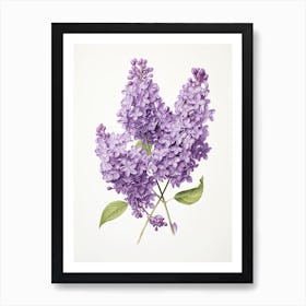 Lilacs Flower Vintage Botanical 0 Art Print