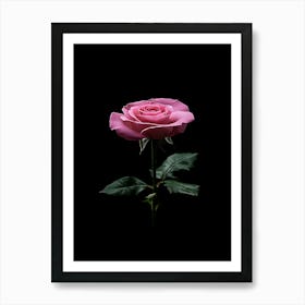 Pink Rose On Black Background 43 Art Print