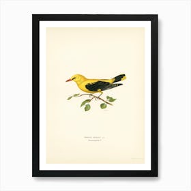 Eurasian Golden Oriole Male (Oriolus Oriolus Bird), The Von Wright Brothers Art Print