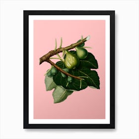 Vintage Fig Botanical on Soft Pink n.0806 Art Print