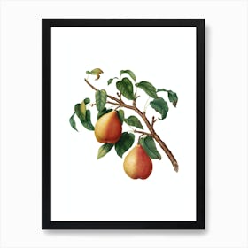 Vintage Wild European Pear Botanical Illustration on Pure White n.0261 Art Print