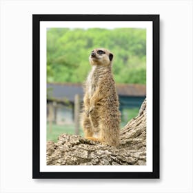 Meerkat Standing on a Log Art Print