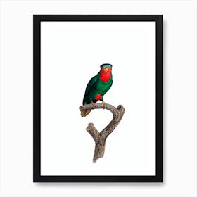 Vintage Blue Crowned Lorikeet Bird Illustration on Pure White n.0037 Art Print