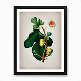 Vintage White Peel Fig Botanical on Parchment n.0032 Art Print