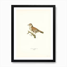 Woodlark, The Von Wright Brothers Art Print