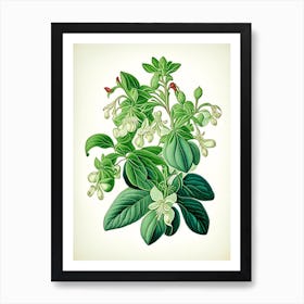 Wintergreen Herb Vintage Botanical Art Print