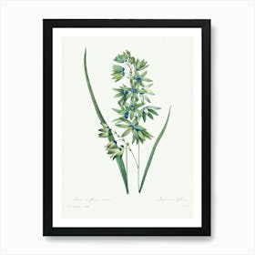 African Corn Lily, Pierre Joseph Redoute Art Print