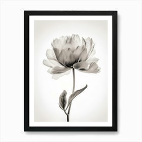 Floral Art 0008 X Ray 0000 X Ray Blumen 0002 Bp6586 Minimalist Soft Bright X Ray Scandinavian Minimalist 0f64391a 12ce Art Print